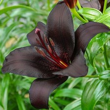 1 - NIGHTRIDER ASIATIC LILY Live Flower Bulb  - Perennial  