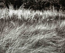 1944/80 Vintage ANSEL ADAMS Yosemite Valley Grass Meadow Tritone Photo Art picture