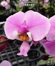 Phalaenopsis schilleriana × sib [Fragrant] picture