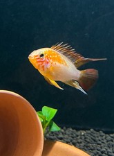 Breeding Pair(M/F) Apistogramma macmasteri“gold” 1.5-2.5”Guaranteed live arrival picture