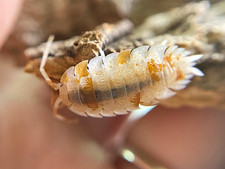 10ct P.Scaber “Orange Dalmatian” Isopod picture