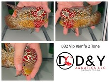 D32 - Live Aquarium Flowerhorn Fish - VIP Kamfa F3 2 Tone Red/Orange - USA Stock picture