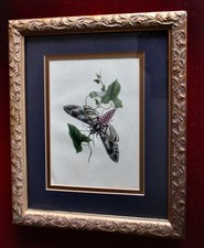 Antique Original Watercolor of Butterfly With Gilt Period Frame and Glass picture