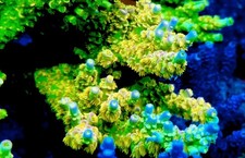 Walt Disney Acropora- Live Coral Frag SPS/Acropora picture