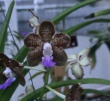 Vanda Cindy Banks(Mimi Palmer x luzonica)Extremely Fragrant Large In Flower  picture
