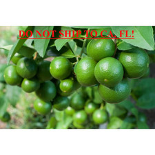 1 Gal. Persian Lime (Bearss Lime) Live Tropical Tree With White Flower To Green picture