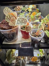 RARE BEGONIA SEEDLING/STARTER PLANTS 5 PLANTS HIGH VALUE :) picture