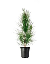 Slash | 1 Gallon | Pinus elliottii | Low Maintenance | Hardy | Landscape Plant picture