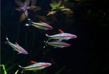 6 -Pack Roseline Barbs 2-2.5” – Live Freshwater Schooling Fish for Planted Aquar picture