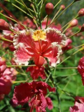 Caesalpinia pulcherrima Pink, Dwarf Poinciana, Barbados Pride - 10 Se eds picture