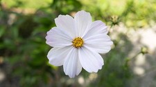 200 PURITY COSMOS SEEDS | SALE  NON GMO HEIRLOOM picture