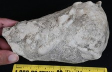 Fossil Oreodont Unprepped Mandible, Merycoidodon, Badlands, South Dakota O1628 picture