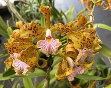 RARE OFFER BRASIL CATTLEYA ORCHID SPECIES LARGE Plant BS velutina 5