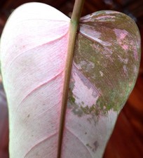 Rare Philodendron Pink Flush Whipple Way 22