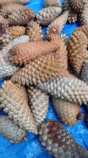 50 Knobcone Pine Cones Bulk Natural Clean No Bugs Craft Jewelry DIY picture