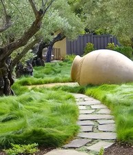 NO MOW LAWN GRASS SEED Dwarf Fine Fescue Mix No Maintenance Alternative Lawn 1LB picture