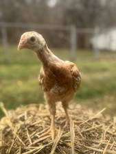 10 Giant Chicks Hatching Eggs- Indio Gigante X F1 BYM •World’s Biggest Chickens picture