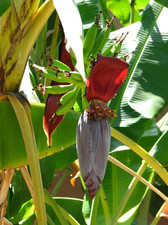 2 Tropicana Banana Live Plants – 4-6 Inch Tall – Rooted with Soil – No Pot picture