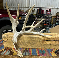 Large Deer Shed Antler Single Tine Taxidermy Decor picture