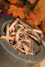 Slippery Elm Bark - Whole Strips,  2026 Appalachian Mountains Wild Harvest picture