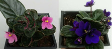 2 = 1 Pink African Violet Live Plant + 1 Blue-Purple African Violet 2