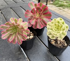 succulents live plants-Aeonium Cutting Combo（3.5”） picture