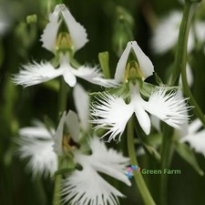 200 Seeds White Orchid Rare Exotic Japanese White Egret Flower Habenaria Radiata picture