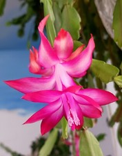 1 Christmas 1 Easter Cactus 1 Thanksgiving Cactus 3 LIVE PLANTS  $ picture