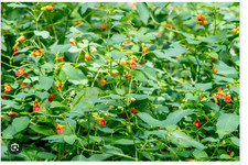 Fresh Jewelweed - For poison ivy, poison oak (2) One Gallon Bags picture