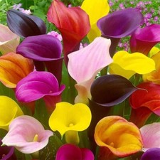 Calla Lily Bulbs for Planting- Mixed Color picture