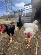 12 Giant Chicks Hatching Eggs- Indio Gigante X Dual Purpose Prolific Egg Layers picture