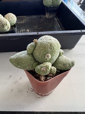 1pc 10cm Rare Unique Shape Pseudolithos migiurtinus SeedGrown  WYSIWYG picture