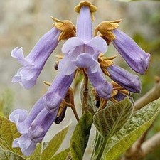 BEAUTIFUL PAULOWNIA TREE Paulownia Elongata 200,500,1000,2000 SEEDS (PROMO) picture