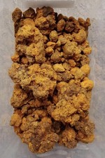 MELIPONA Bee Bread ® Kosher Fermented Collected Pollen Whole by pound 100% pure picture