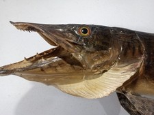 36 Inch Northern Pike Fish Real Skin Wall Mount Vintage 1970s Taxidermy  picture