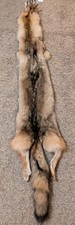 Beautiful Tanned BIG Eastern Coyote Pelt~Nice Wild Pelt~Country Wild Fur Craft picture