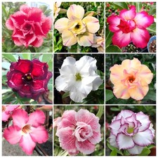 125+ Mixed Color Desert Rose Seeds for Planting - Adenium Obesum Succulent Seeds picture