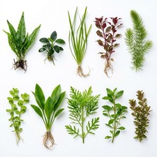 Beginner Live Aquarium Plants Bundle Live Aquarium Plants (10 Plants) picture