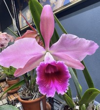 Cattleya Pauline Portilla - Primary Hybrid - 6” Pot - Fragrant picture