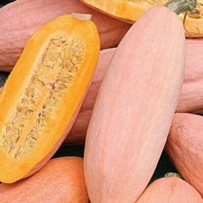 Jumbo Pink Banana Squash Seeds | Heirloom / Non-GMO |  | 1121 picture