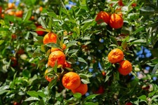 FLORIDA ADDRESSES ONLY  Owari Satsuma Live Grafted Potted Citrus Tree (3-4ft) picture