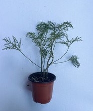 Rose Scented Geranium Live Plant Potted Pelargonium Lacy Leaf Fragrant Herb picture