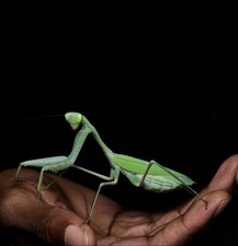 Giant Asian Praying Mantis ( Hierodula membranacea ) (L3) picture