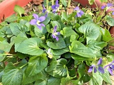 100  Purple Wild Violets Start Plants Flower Bulbs Perennial Bare Root Easy Grow picture