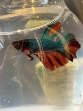 Male Betta Fish Blue Red Freshwater Tropical Live Aquarium Fish picture