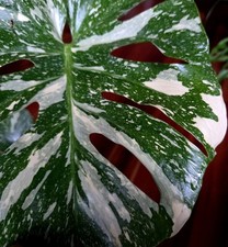 Rare Monstera Thai Oceana Variegated 23