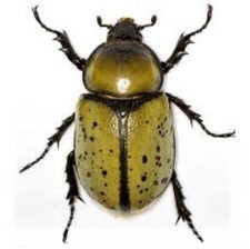 Dynastes tityus FEMALE hercules beetle Indiana USA picture