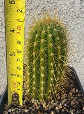 T.Cereus,Hybrid, FIRE TRUCK,Echinopsis,Rooted,Cactus,Blooming,Plant picture