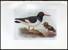 1917 H.E. Dresser Birds of Britain Original Antique Bird Print Oyster Catcher picture