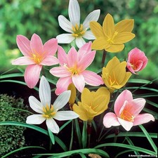 Rain Lily Mixed Flower Bulbs Imported Garden Outdoor Planting Pack of 10+ picture